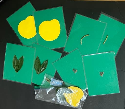 Apple Matching Go Fish from Material Prep Digital and Tactile Materials